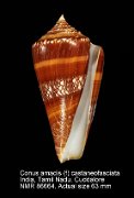 Conus amadis (f) castaneofasciata